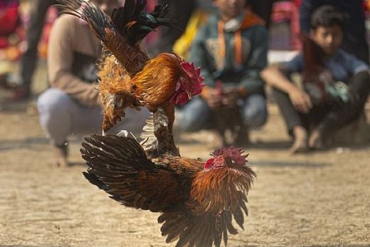 GoRiau - Lelaki Tewas Terbunuh Ayam Adu